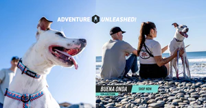 Adventure-Ready Style for Every Dog